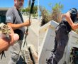 האפרוח והבז: שני חילוצים מרגשים של המחלקה הווטרינרית בבת ים