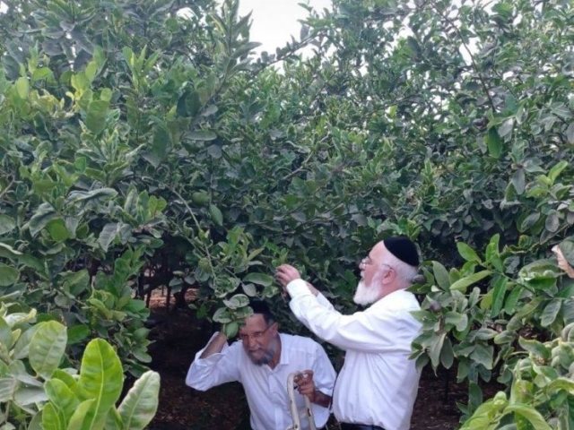 הדר שבהדר. הרב דהן בקטיף אתרוגי שמיטה. א' מיכאלי