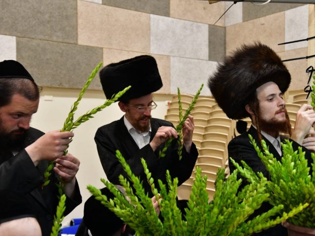 שוק ארבעת המינים. יוסי לוי