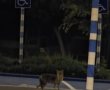 ושוב חיית בר נצפתה ברחובות אשדוד (וידאו)