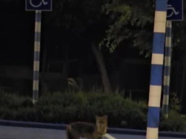 מתוך הסרטון