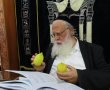 פְּרִי עֵץ הָדָר: רבני איחוד הקהילות הספרדים בדקו ארבעת המינים לקראת חג הסוכות