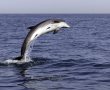 תיעוד נדיר מול חופי אשדוד: דולפין בן שבע נצפה יחד עם אמו