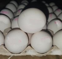 צילום: משרד החקלאות וביטחון המזון