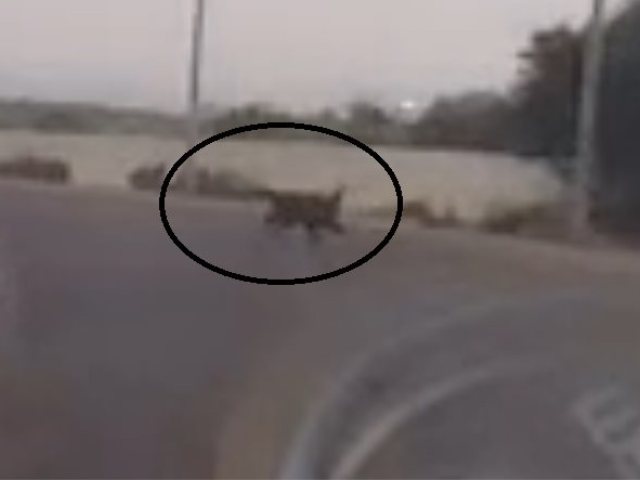 חזיר הבר שתועד באשדוד