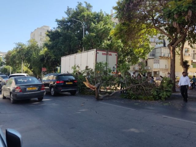 צילום: י. כהן