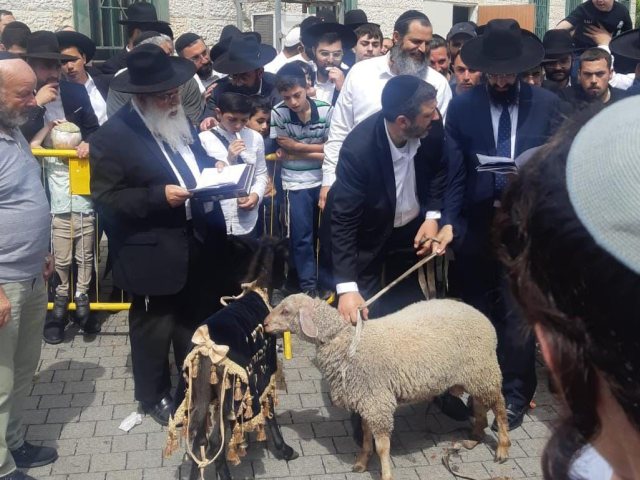פדיון פטר חמור בית מדרשו של רבי מאיר אבוחצירא. א' מיכאלי