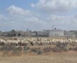 חסר תקדים: קנסות משמעותיים לבעלי עדרים שפלשו לשטחים חקלאיים