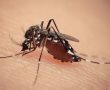 מעקב אשדודס: ירידה בכמות היתושים