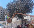 בעקבות פניית 'אשדודס': גוזמו העצים שהפריעו לתאורת מעברי החציה בלב רובע ז'