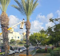 גיזום סכך