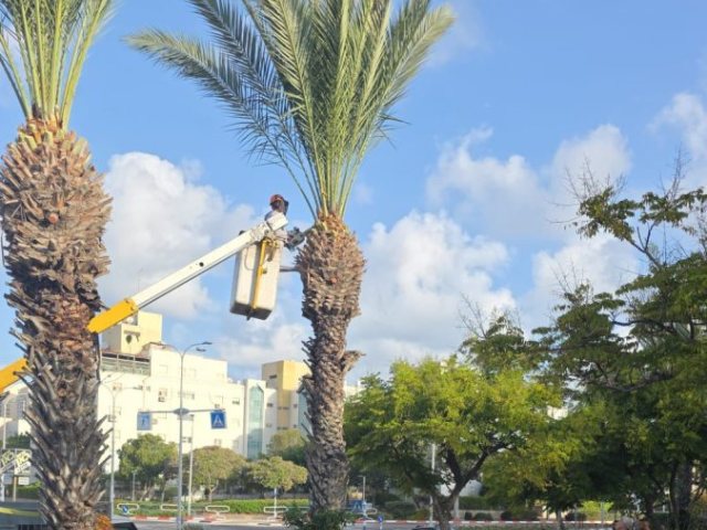 גיזום סכך