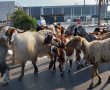 כבשים ותיישים בפאתי 'ביג'